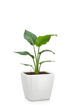 Стрелиция Регина 17/80 см в QUADRO LS 21, белый блестящий