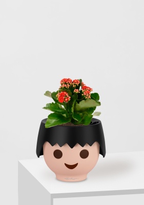 Каланхоэ микс 12/30 см в OJO Каланхоэ микс 12/30 см в OJO