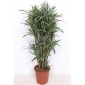 Драцена Варнески бранч разветвленная d30 см h150 см тип 2