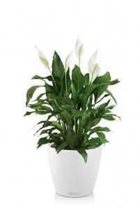 Спатифиллум CLASSICO COLOR 21/65 см Белый