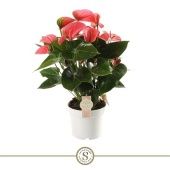 Антуриум Андрианум Чемпион розовый d17 см h60 см