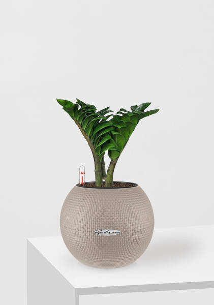 Замиокулькас Зензи 12/30 см в PURO 20