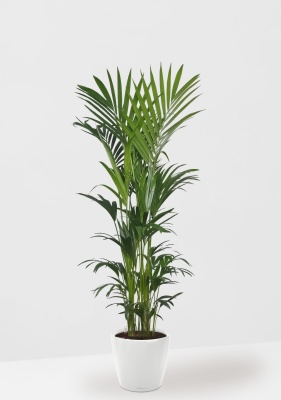 Ховея Кентия 31/220 см в CLASSICO LS 43 Ховея Кентия 31/220 см в CLASSICO LS 43