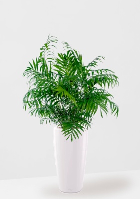 Хамедорея Элеганс 20/100 см в RONDO 32, белый блестящий Хамедорея Элеганс 20/100 см в RONDO 32, белый блестящий