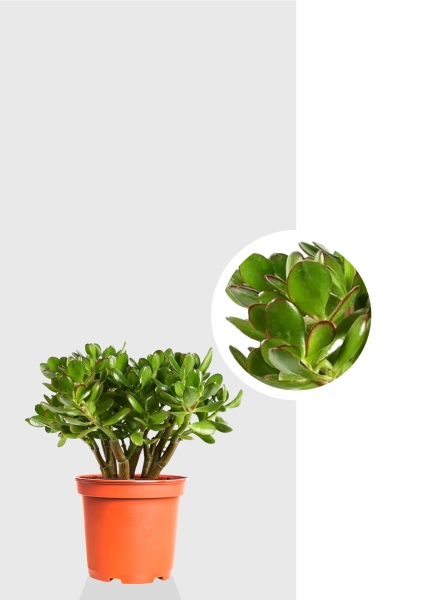 Крассула Овата 17/30 см