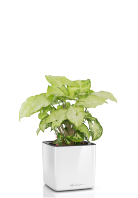 Сингониум CUBE GLOSSY 14/35 см Белый блестящий