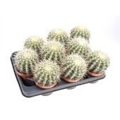 Эхинокактус Грузони d10.5 см h12.5 см Эхинокактус Грузони d10.5 см h12.5 см