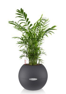 Хамедорея PURO COLOR 20/35 см Серый