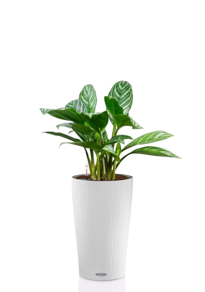 Аглаонема Страйп 17/60 см в CILINDRO COLOR 23 Аглаонема Страйп 17/60 см в CILINDRO COLOR 23