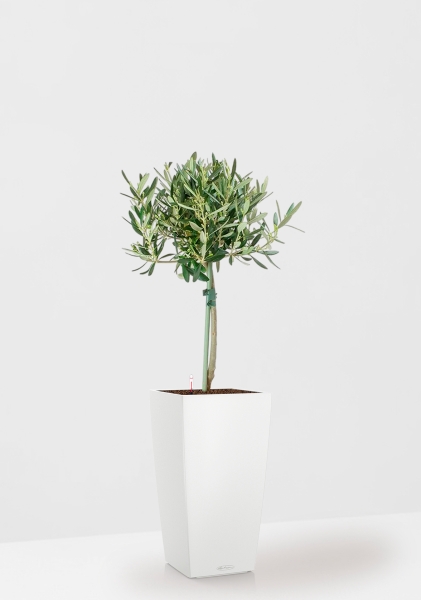 Олива на стволе 17/65 см в CUBICO COLOR 22