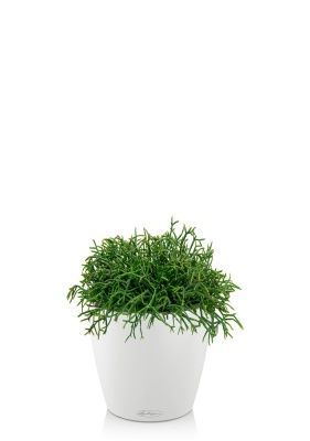 Рипсалис подвесной 17/30 см в CLASSICO 18, белый Рипсалис подвесной 17/30 см в CLASSICO 18, белый