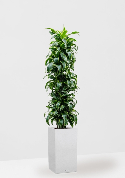 Драцена Дорадо бранч 34/170 см в CANTO STONE HIGH 40