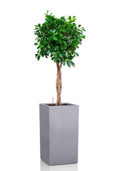 Фикус Нитида переплетенный 23/110 см в CANTO STONE HIGH 30 Фикус Нитида переплетенный 23/110 см в CANTO STONE HIGH 30