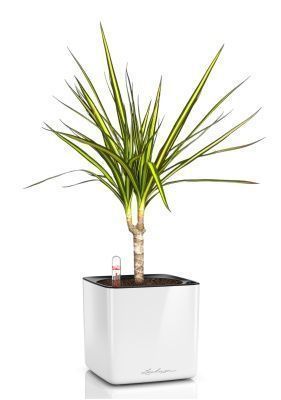 Драцена Маргината Санрей 12/40 см в CUBE Glossy 14, белый блестящий