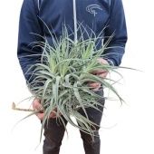 Тилландсия Straminea Clumb d40 см h50 см Тилландсия Straminea Clumb d40 см h50 см