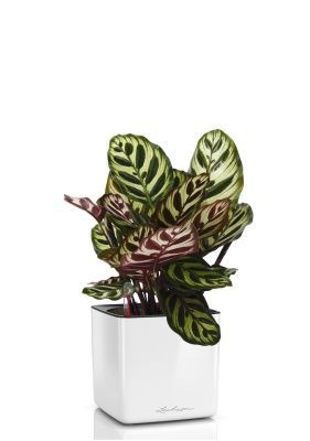 Калатея Макояна в CUBE GLOSSY 14, белый блестящий Калатея Макояна в CUBE GLOSSY 14, белый блестящий