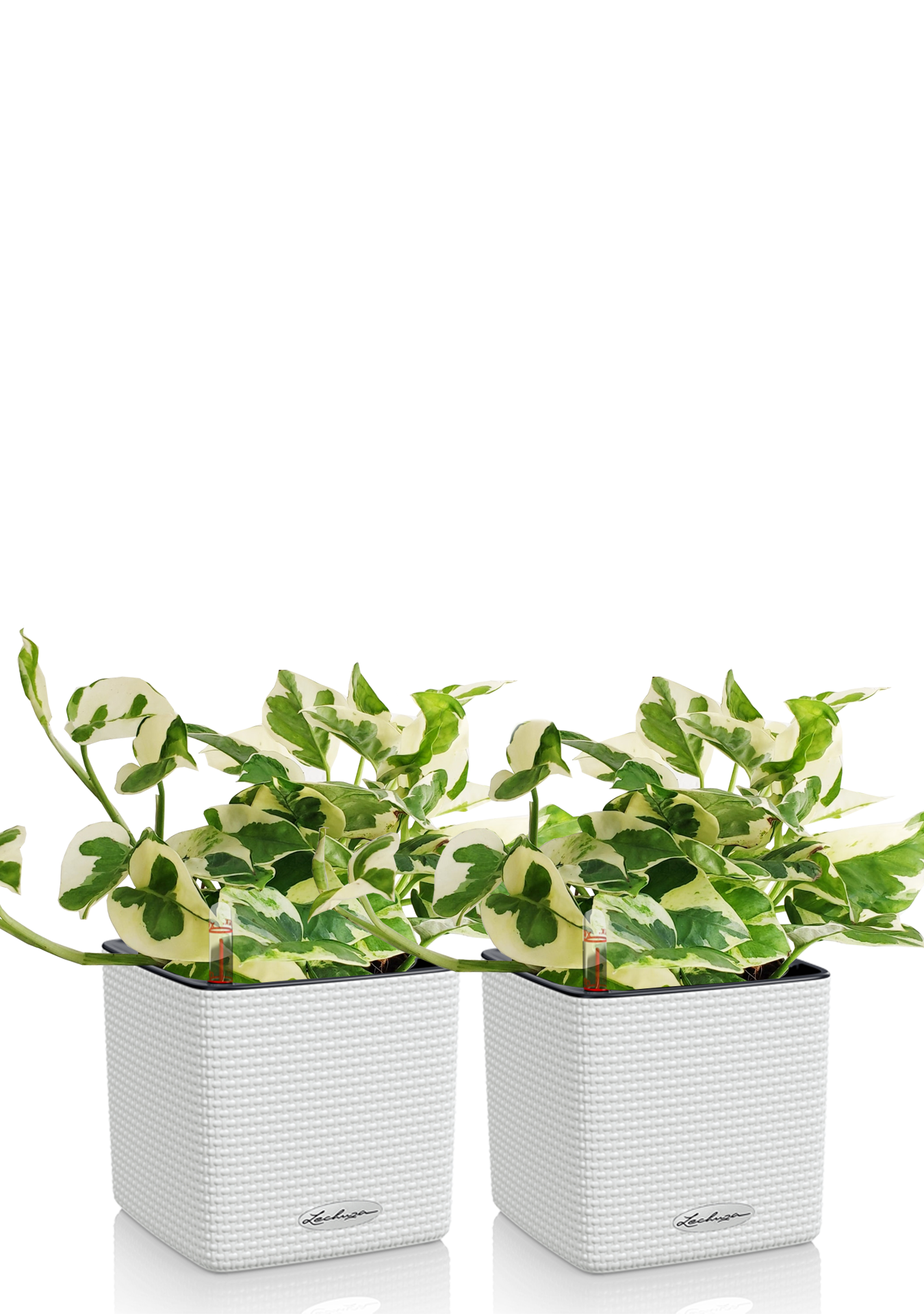 Набор Эпипремнумов Энджой в CUBE COLOR 14