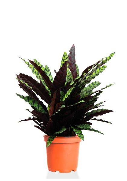 Калатея Лансифолия 30/80 см