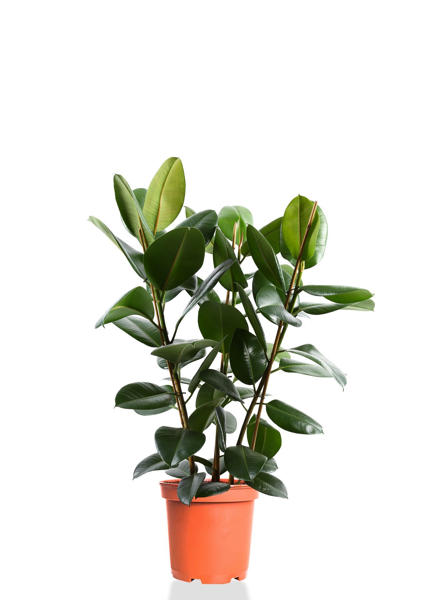 Фикус Эластика Робуста 3 ствола 27/100 см