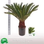 Цикас Революта 16+ листьев d34 см h125 см