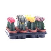 Гимнокалициум микс d8.5 см h20 см