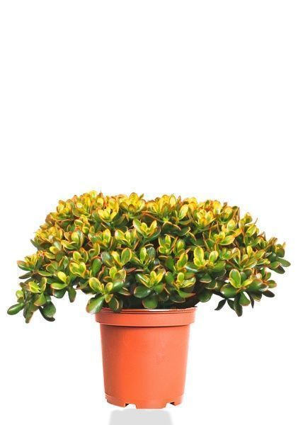 Крассула Овата Сансет 44/60 см