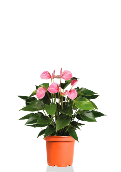 Антуриум Андрианум розовый 14/50 см