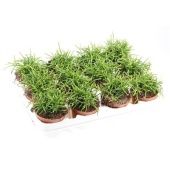 Рипсалис Кассута Oasis d8.5 см h12.5 см