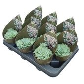 Эхеверия Элеганс d10.5 см h12.5 см