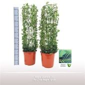 Хедера Shamrock Pillar d27 см h110 см