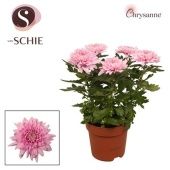 Хризантема Зембла розовая d17 см h35 см тип 2