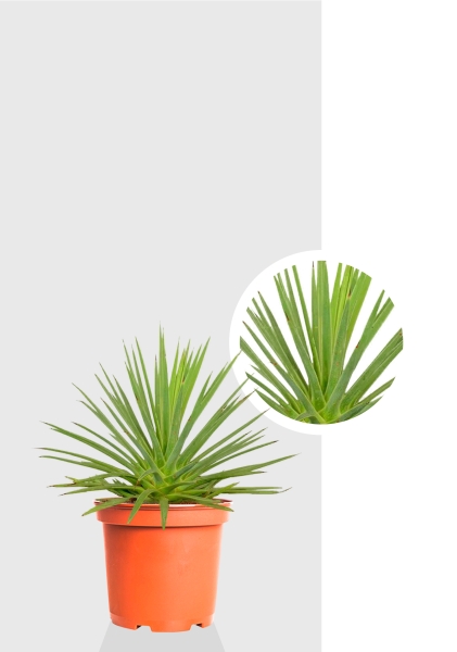 Агава Нана 10/20 см Агава Нана 10/20 см