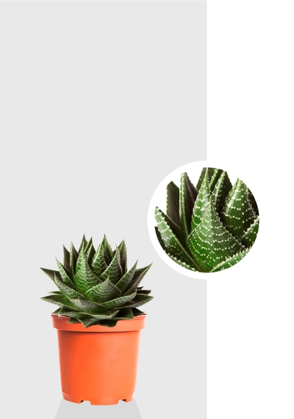 Алоэ Космо 10/20 см Алоэ Космо 10/20 см