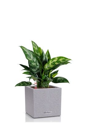 Аглаонема Мария в CANTO STONE 14, серый камень