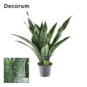 Сансевиерия Aubrytniana Dragon (decorum) d14 см h50 см