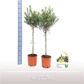 Олива европейская d21 см h100 см тип 3