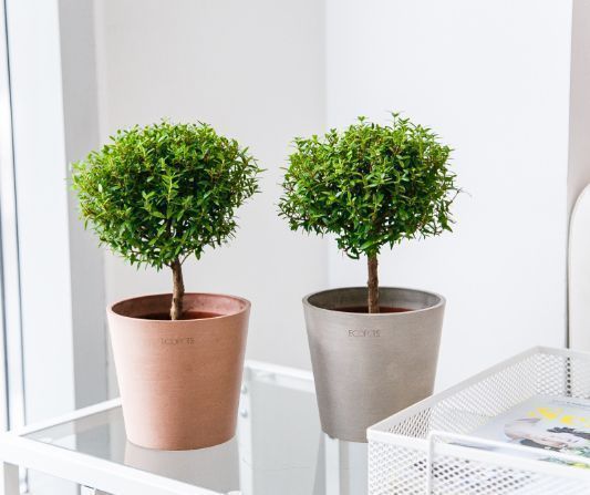 Как ухаживать за Миртом в домашних условиях?