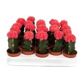 Гимнокалициум розовый d5.5 см h12.5 см