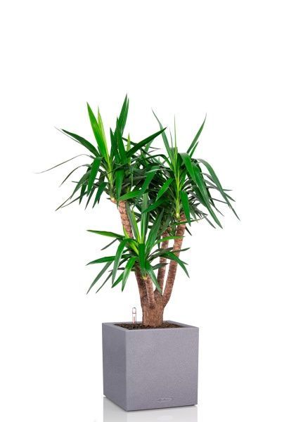 Юкка бранч 31/150 см в CANTO STONE LOW 40