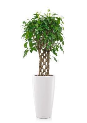 Фикус Экзотика решетка 23/100 см в RONDO 32, белый блестящий Фикус Экзотика решетка 23/100 см в RONDO 32, белый блестящий