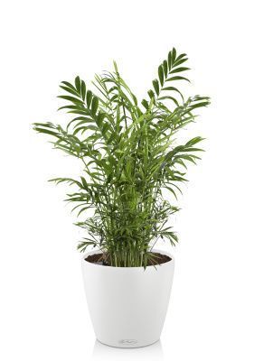 Хамедорея в CLASSICO Color 21, белый