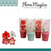 Гиппеаструм микс Flora Magica 2 ствола d12 см h25 см