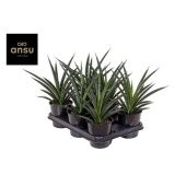 Сансевиерия Comet Amazon Green d12 см h32 см