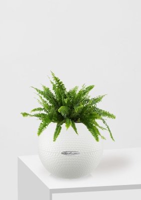 Папоротник Нефролепис в PURO 20, белый Папоротник Нефролепис в PURO 20, белый