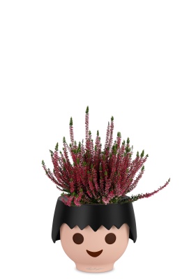 Вереск (Эрика) бордовый в OJO