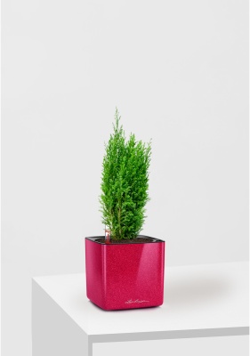 Кипарисовик микс 9 см в CUBE GLOSSY KISS 14