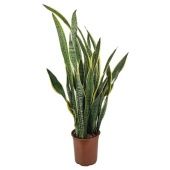 Сансевиерия Trifasciata, Laurentii d24 см h100 см