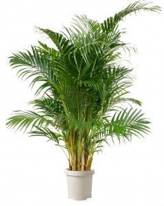 Хризалидокарпус Арека 45/250 см