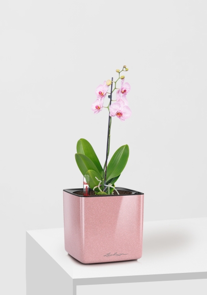 Орхидея Фаленопсис светло-розовая 12/60 см в CUBE GLOSSY KISS 14