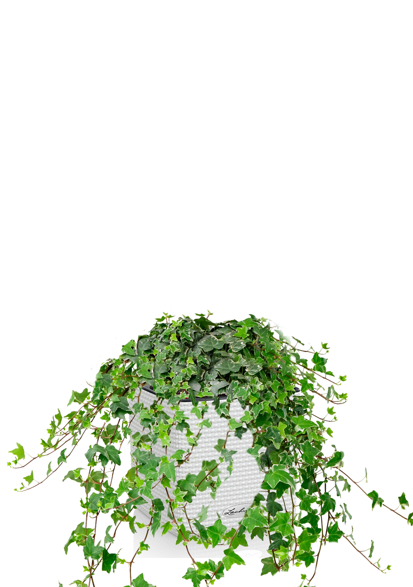 Плющ в CUBE COLOR 14 Плющ в CUBE COLOR 14